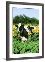 Holstein Cow-null-Framed Photographic Print