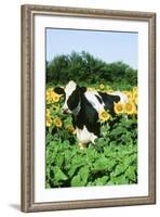 Holstein Cow-null-Framed Photographic Print