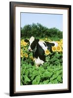 Holstein Cow-null-Framed Photographic Print