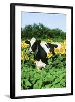 Holstein Cow-null-Framed Photographic Print