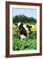 Holstein Cow-null-Framed Photographic Print