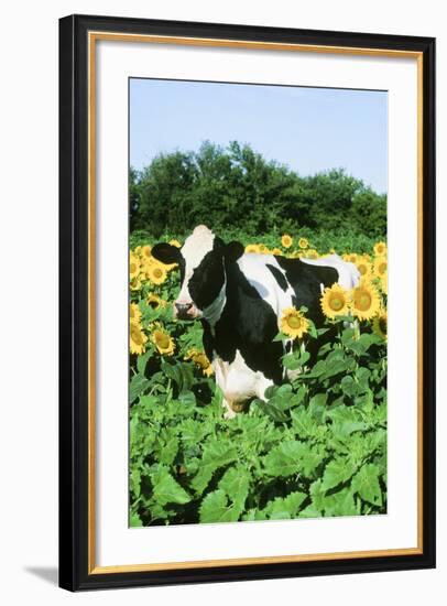 Holstein Cow-null-Framed Photographic Print