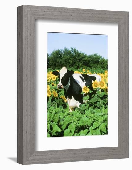 Holstein Cow-null-Framed Photographic Print