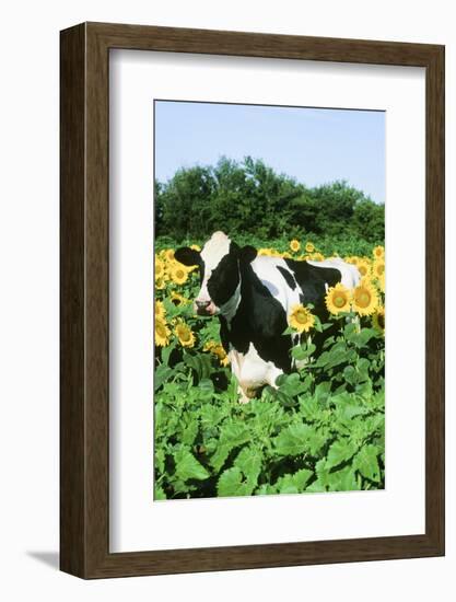 Holstein Cow-null-Framed Photographic Print