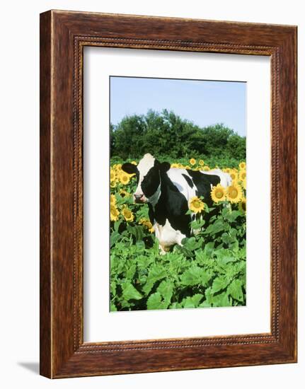 Holstein Cow-null-Framed Photographic Print