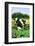 Holstein Cow-null-Framed Photographic Print