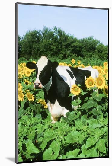 Holstein Cow-null-Mounted Photographic Print