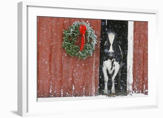 Holstein Cow-null-Framed Photographic Print