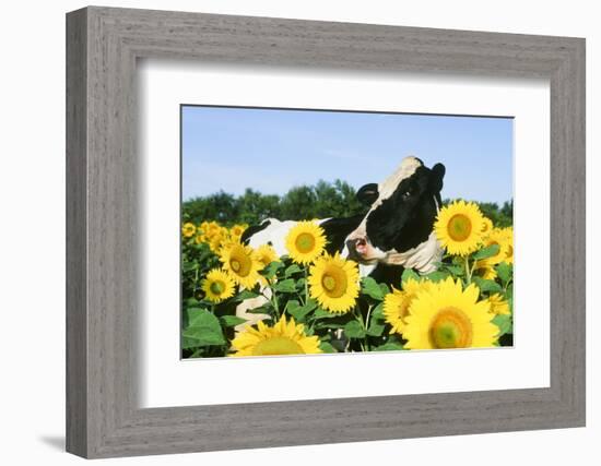 Holstein Cow-null-Framed Photographic Print