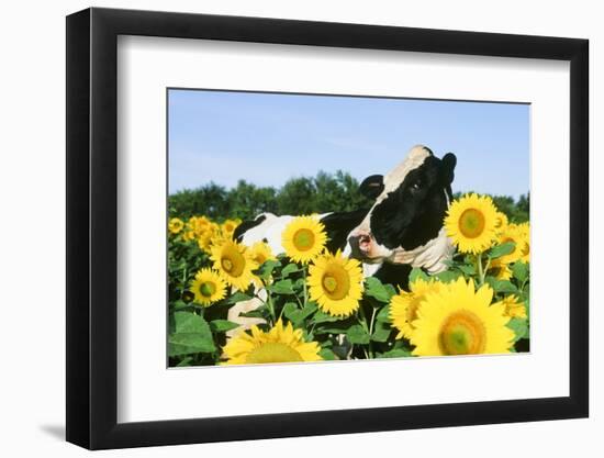 Holstein Cow-null-Framed Photographic Print