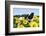 Holstein Cow-null-Framed Photographic Print