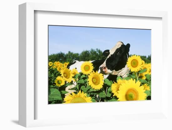 Holstein Cow-null-Framed Photographic Print