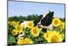 Holstein Cow-null-Mounted Photographic Print