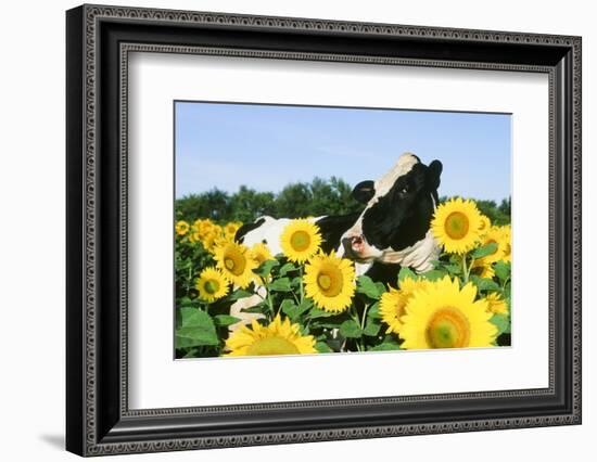 Holstein Cow-null-Framed Photographic Print