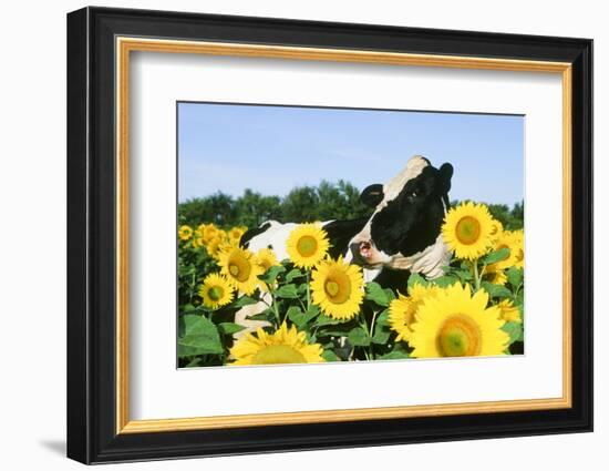 Holstein Cow-null-Framed Photographic Print