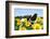 Holstein Cow-null-Framed Photographic Print