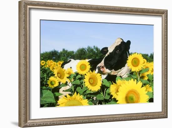 Holstein Cow-null-Framed Photographic Print