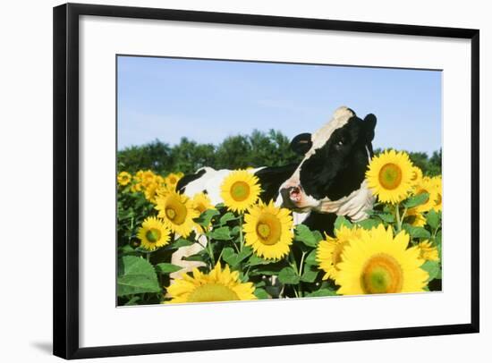 Holstein Cow-null-Framed Photographic Print