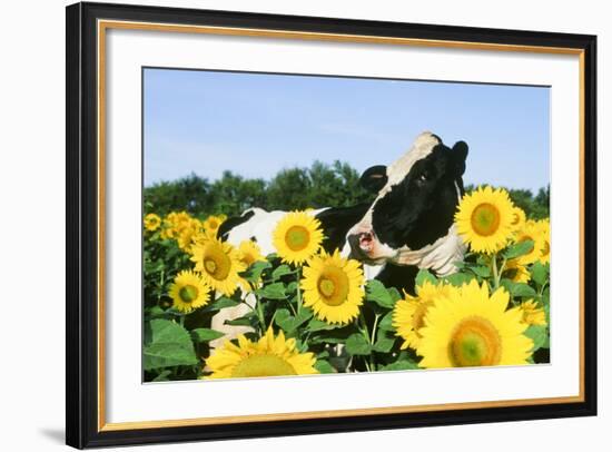 Holstein Cow-null-Framed Photographic Print