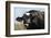 Holstein Cow-Lynn M^ Stone-Framed Photographic Print