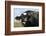 Holstein Cow-Lynn M^ Stone-Framed Photographic Print