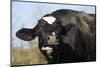 Holstein Cow-Lynn M^ Stone-Mounted Photographic Print