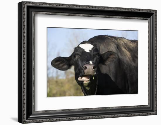Holstein Cow-Lynn M^ Stone-Framed Photographic Print