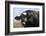 Holstein Cow-Lynn M^ Stone-Framed Photographic Print