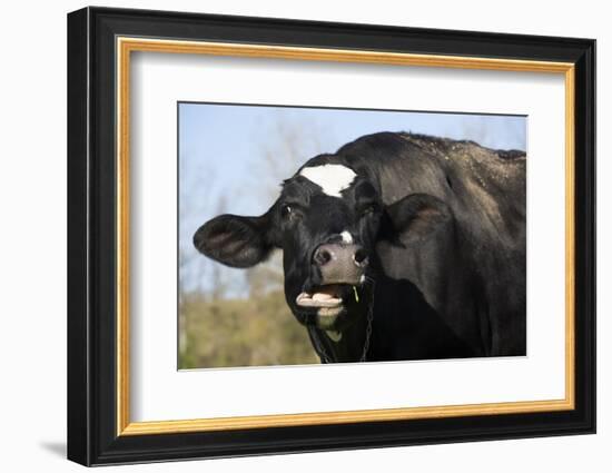 Holstein Cow-Lynn M^ Stone-Framed Photographic Print