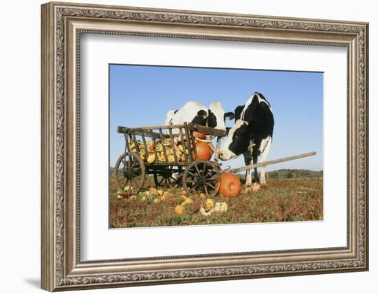 Holstein Cows-null-Framed Photographic Print