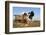 Holstein Cows-null-Framed Photographic Print