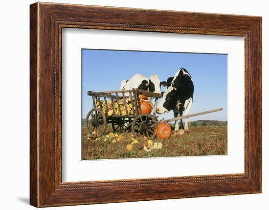 Holstein Cows-null-Framed Photographic Print