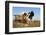 Holstein Cows-null-Framed Photographic Print