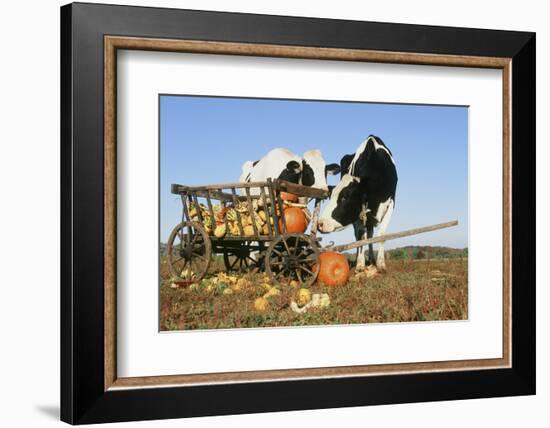 Holstein Cows-null-Framed Photographic Print