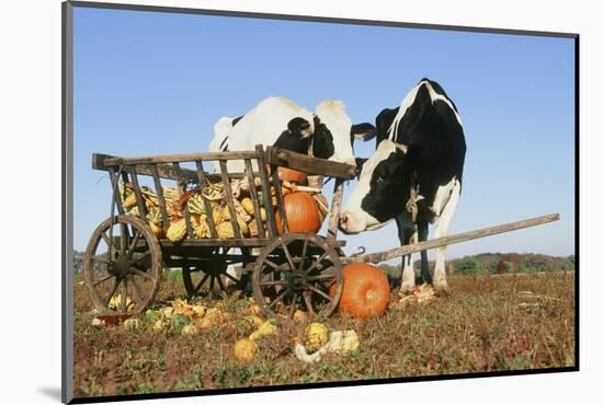 Holstein Cows-null-Mounted Photographic Print