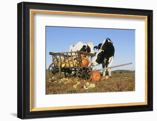 Holstein Cows-null-Framed Photographic Print