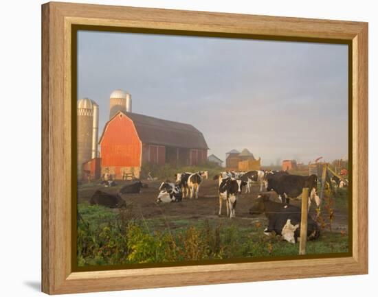 Holstein dairy cows outside a barn, Boyd, Wisconsin, USA-Chuck Haney-Framed Premier Image Canvas