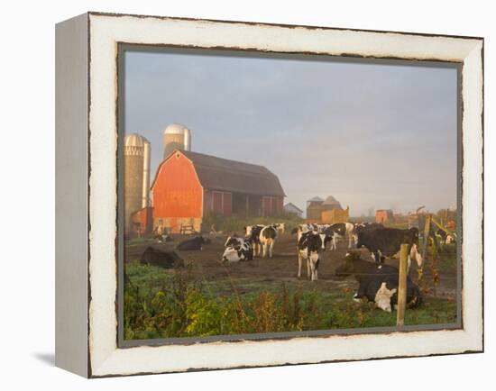 Holstein dairy cows outside a barn, Boyd, Wisconsin, USA-Chuck Haney-Framed Premier Image Canvas