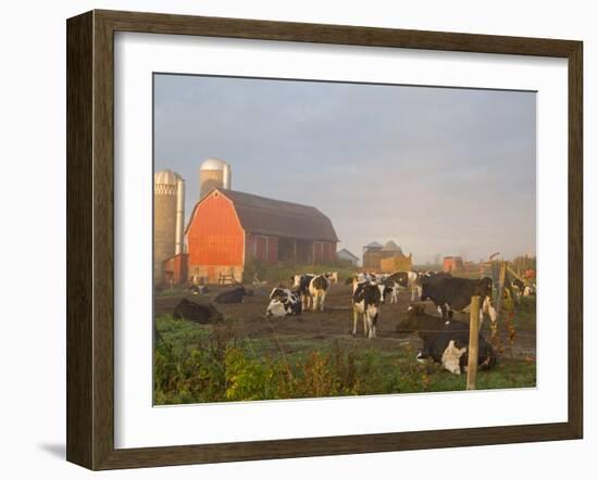 Holstein dairy cows outside a barn, Boyd, Wisconsin, USA-Chuck Haney-Framed Photographic Print