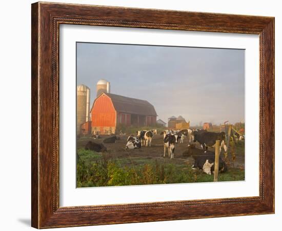 Holstein dairy cows outside a barn, Boyd, Wisconsin, USA-Chuck Haney-Framed Photographic Print