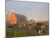Holstein dairy cows outside a barn, Boyd, Wisconsin, USA-Chuck Haney-Mounted Photographic Print