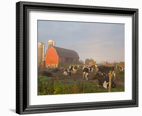 Holstein dairy cows outside a barn, Boyd, Wisconsin, USA-Chuck Haney-Framed Photographic Print