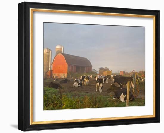 Holstein dairy cows outside a barn, Boyd, Wisconsin, USA-Chuck Haney-Framed Photographic Print