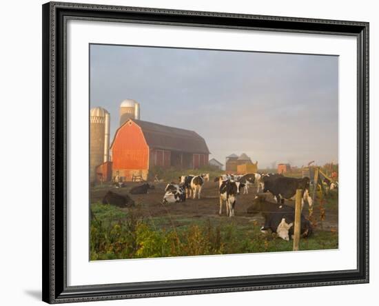 Holstein dairy cows outside a barn, Boyd, Wisconsin, USA-Chuck Haney-Framed Photographic Print