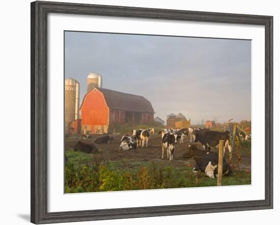 Holstein dairy cows outside a barn, Boyd, Wisconsin, USA-Chuck Haney-Framed Photographic Print