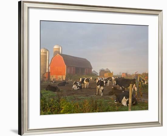 Holstein dairy cows outside a barn, Boyd, Wisconsin, USA-Chuck Haney-Framed Photographic Print