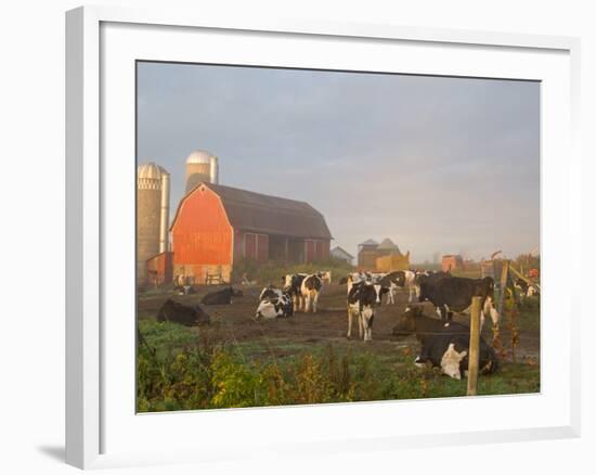Holstein dairy cows outside a barn, Boyd, Wisconsin, USA-Chuck Haney-Framed Photographic Print