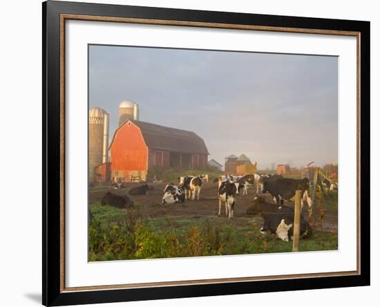 Holstein dairy cows outside a barn, Boyd, Wisconsin, USA-Chuck Haney-Framed Photographic Print