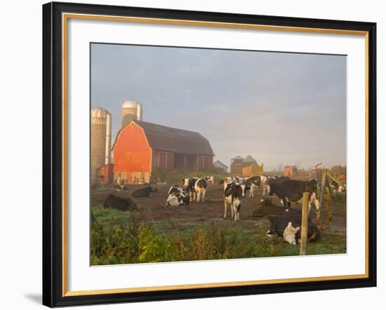 Holstein dairy cows outside a barn, Boyd, Wisconsin, USA-Chuck Haney-Framed Photographic Print