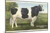 Holstein-Freisian Bull-null-Mounted Art Print